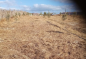 Sale Land Mostaganem Ain Boudinar