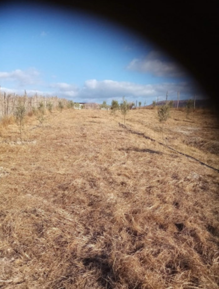 Sale Land Mostaganem Ain Boudinar
