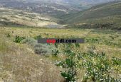 Land facing the sea Tlemcen – Marsa Ben Mhidi