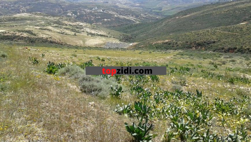 Land facing the sea Tlemcen – Marsa Ben Mhidi