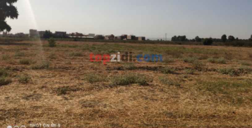 Vente Terrain Alger Tessala El Merdja