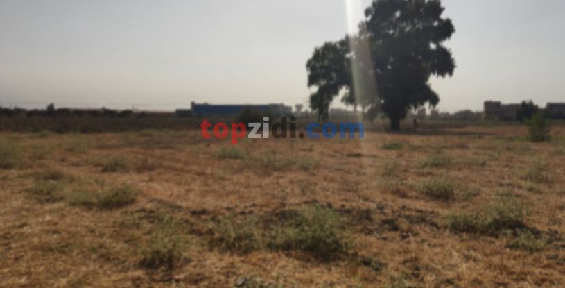 Vente Terrain Alger Tessala El Merdja